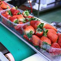 Frische Erdbeeren in durchsichtigen Behältern auf einem Förderband, bereit zur Verpackung oder zum Versand.